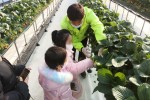 강남스마트팜에서 딸기따기 체험을 하는 어린이1(수정).jpg